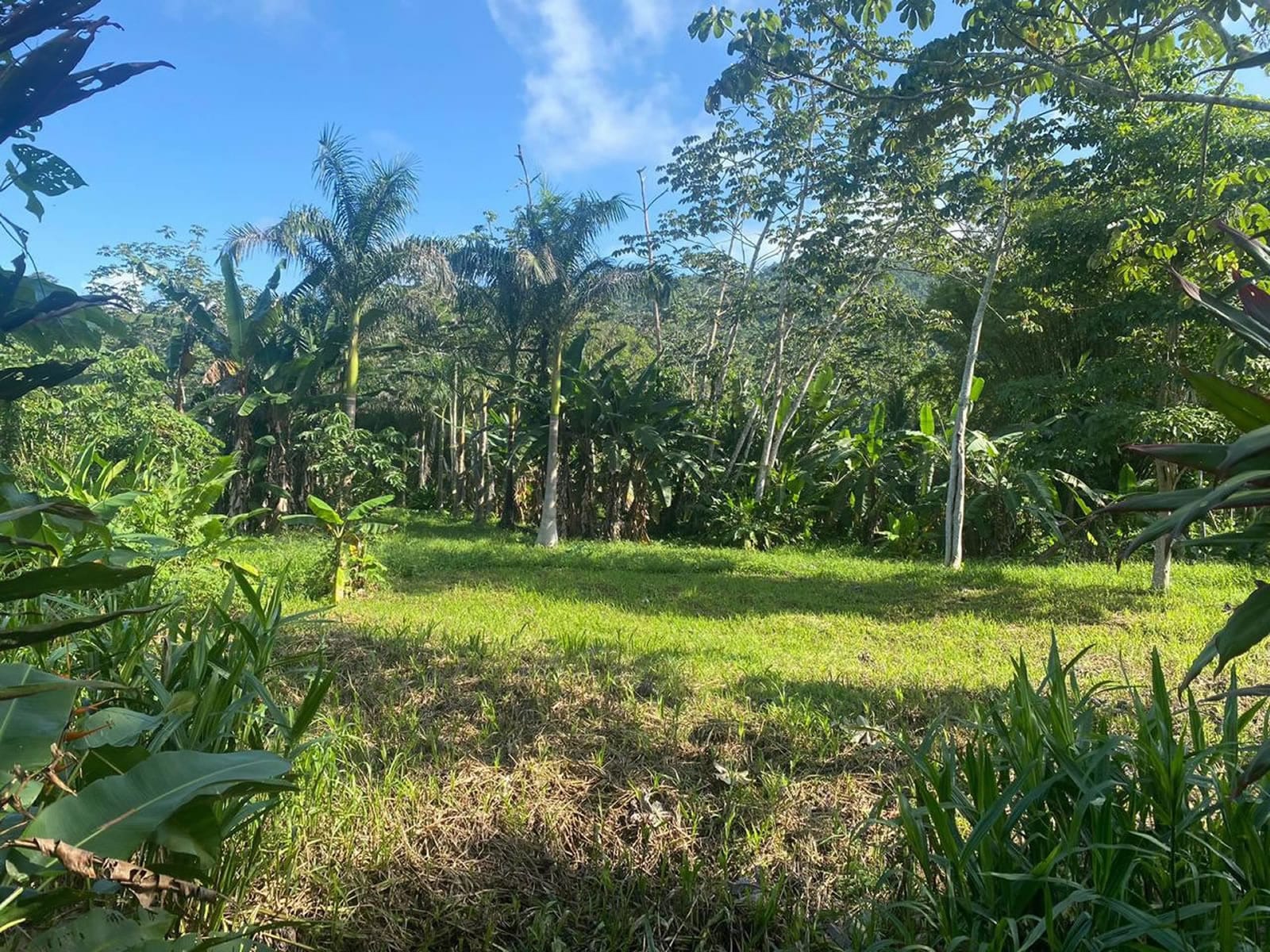 10 Acre Jungle Property with Orchard for Sale, near Hummingbird Highway, Cayo, Belize