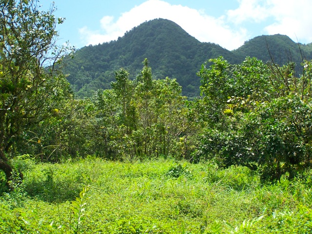 23 Acres of Pristine Land for Sale, Central Dominica