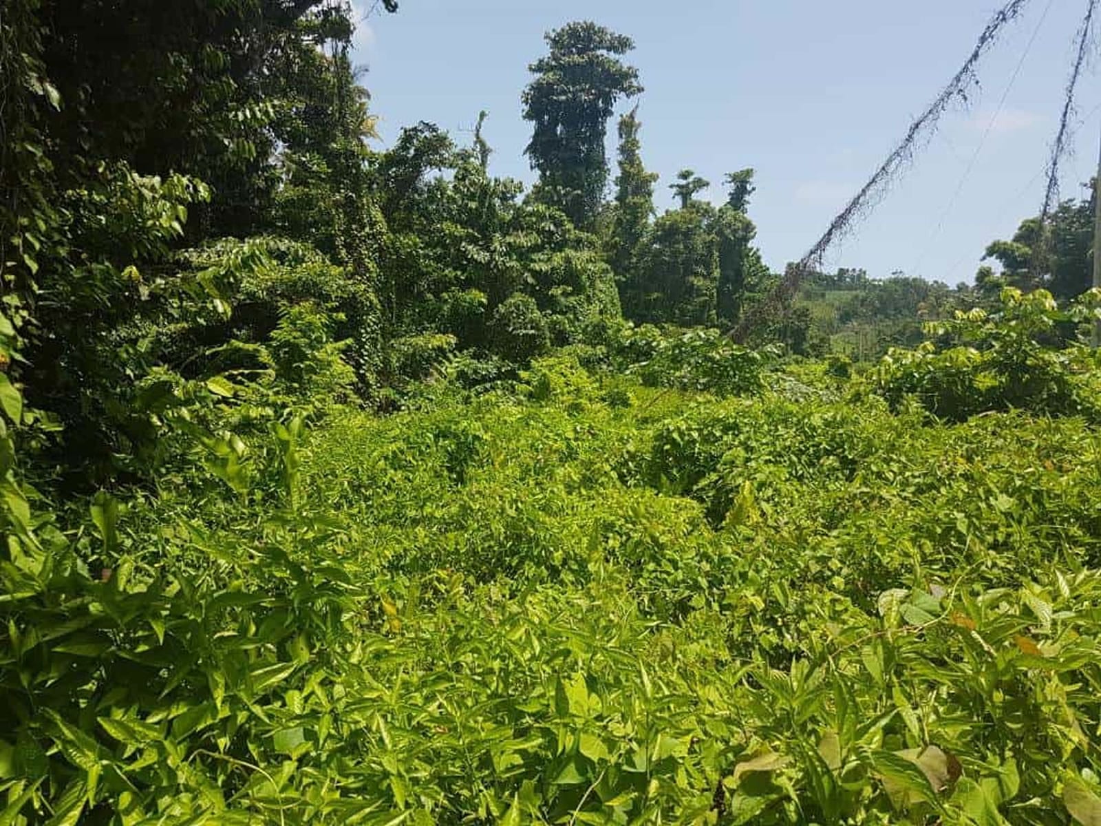 10 Acres of Land for Sale, Calibishie, Saint Andrew, Dominica