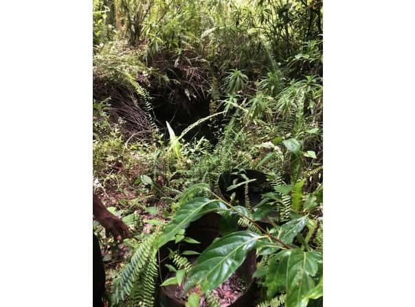 ELGIN ULSTER SPRING TRELA, Ulster Spring, Trelawny Parish