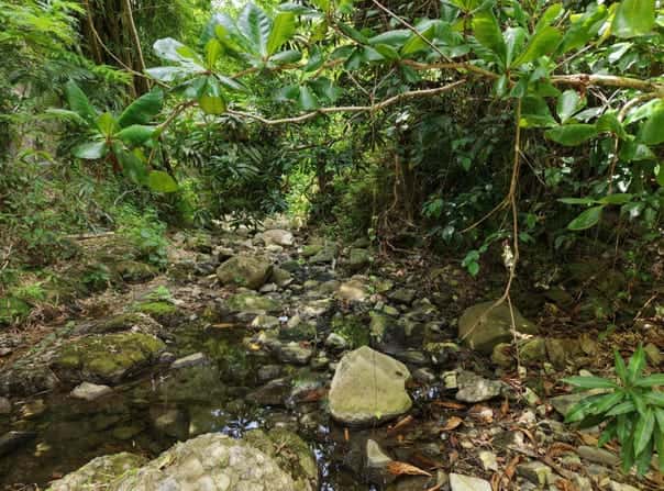 BLENHEIM, LUCEA, Blenheim, Hanover Parish