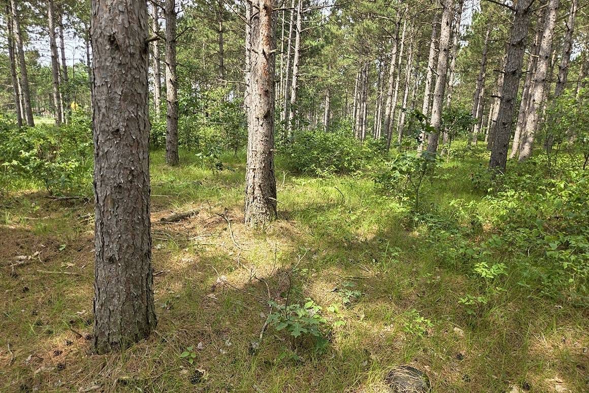 Camp or Cabin Land In Central WI Near Lake Petenwell